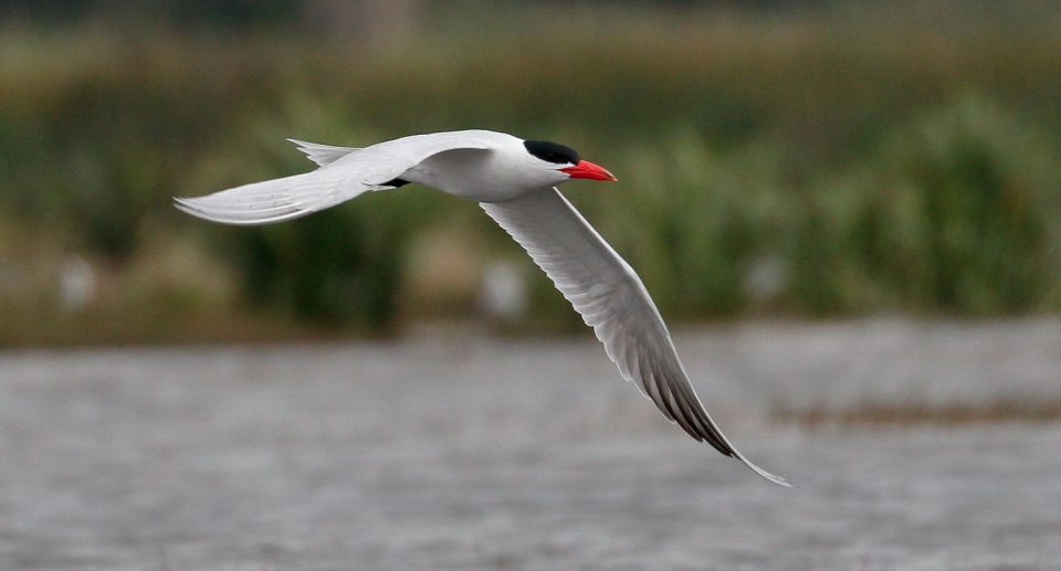 Raubseeschwalbe – Weitgereiste Fischerin