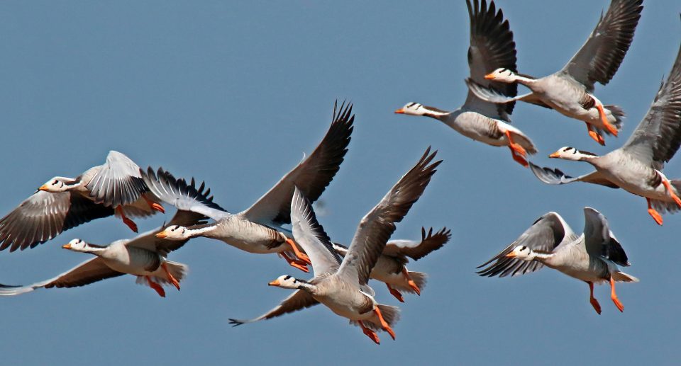 Wie hoch fliegen Zugvögel?