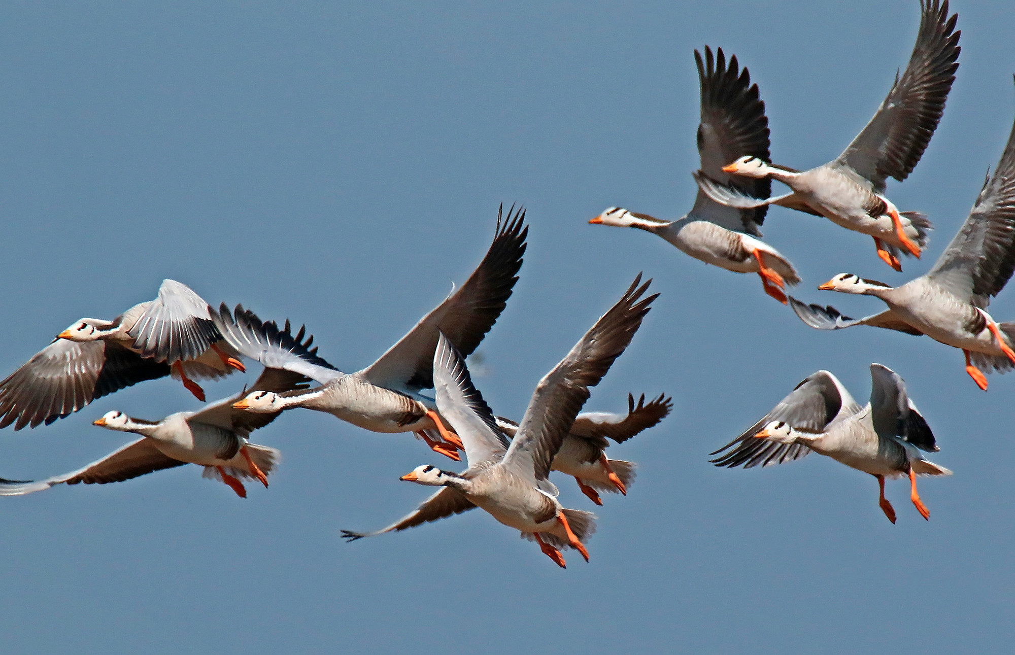 Wie hoch fliegen Zugvögel?