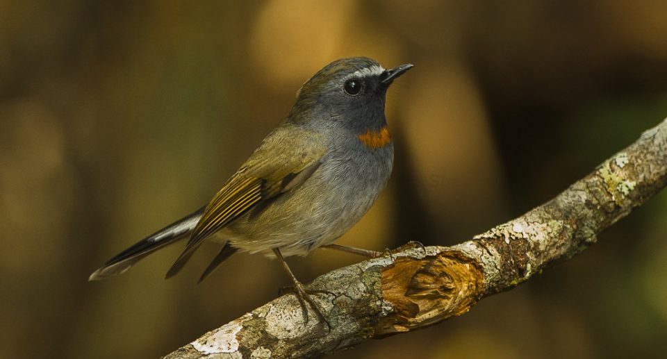 Zimtkehlschnäpper – Tickender Insektenjäger