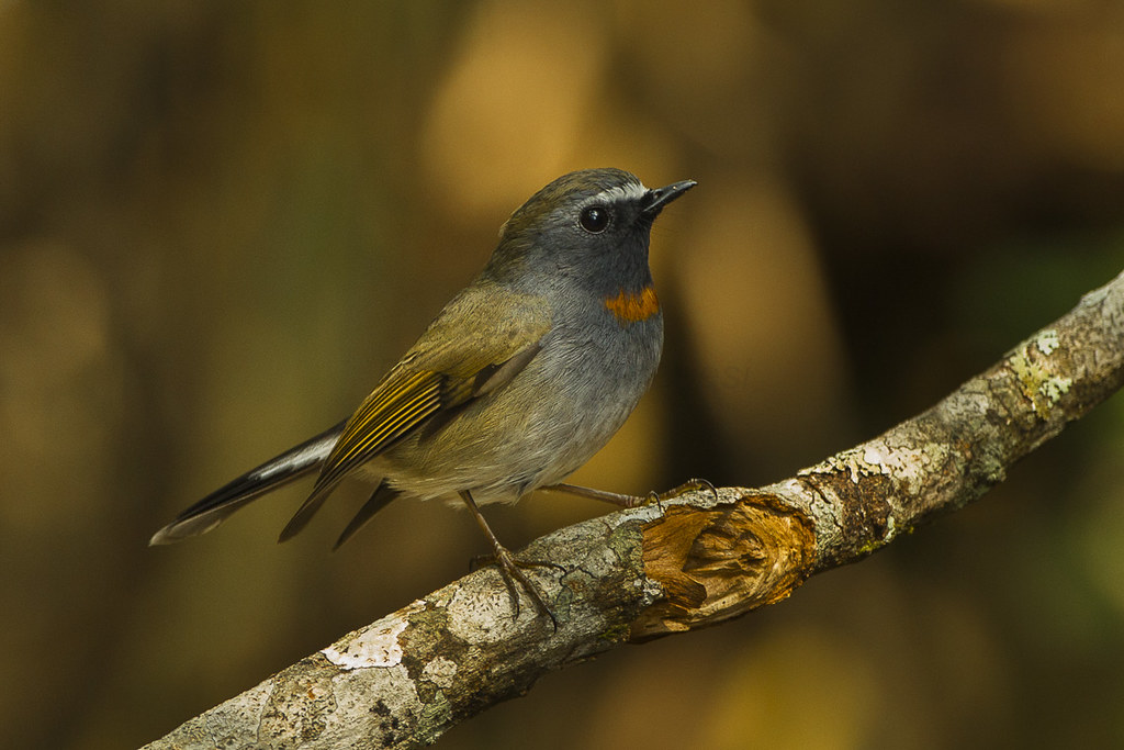 Zimtkehlschnäpper – Tickender Insektenjäger