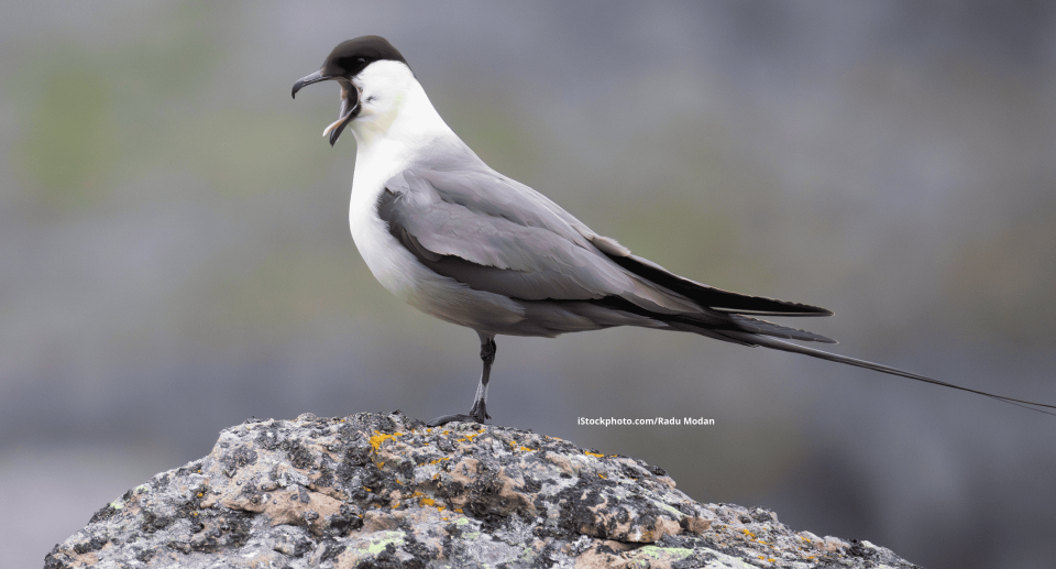 Eine Falkenraubmöwe auf einem Stein. Ihr Schnapel steht weit offen.