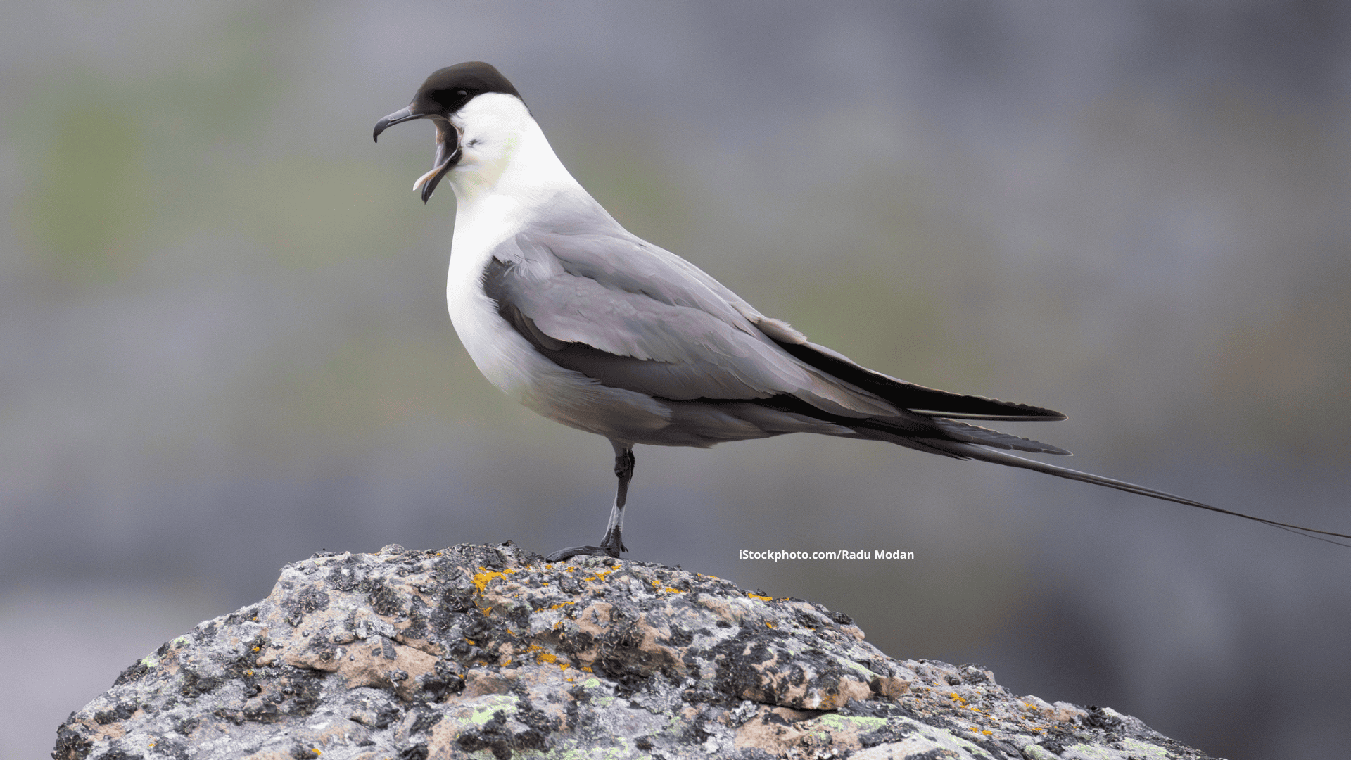 Falkenraubmöwe: Anmutiger Bodenbrüter