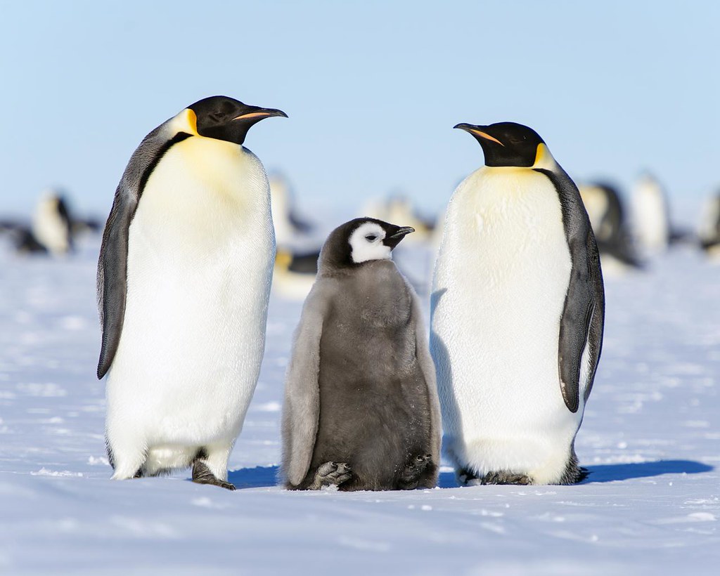 Kaiserpinguin – Singende Majestät