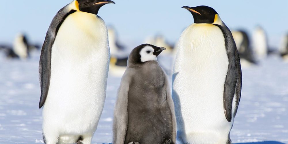 Kaiserpinguin Singende Majestat