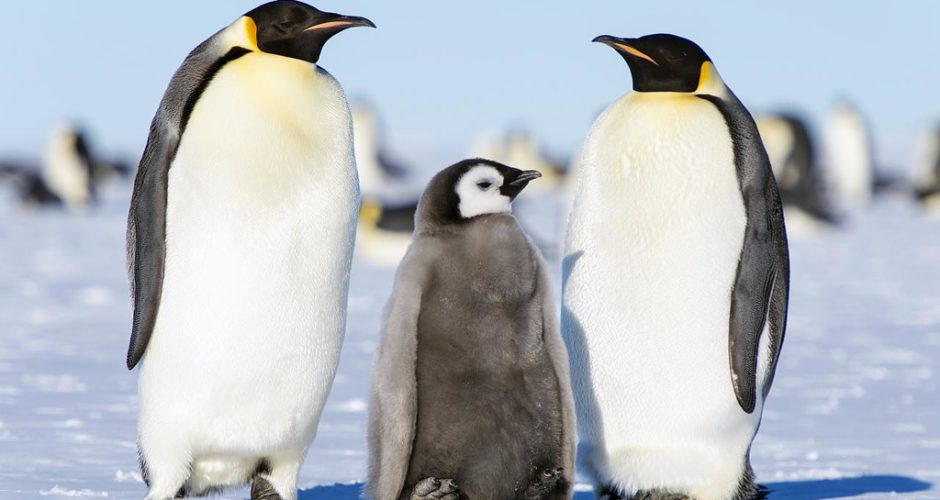Kaiserpinguin Singende Majestat