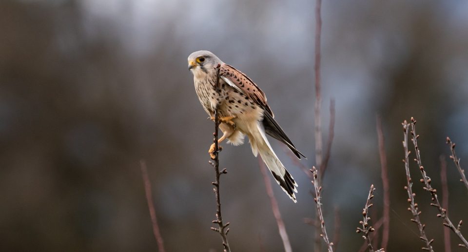 Greifvögel unterscheiden, Teil 2: Falken