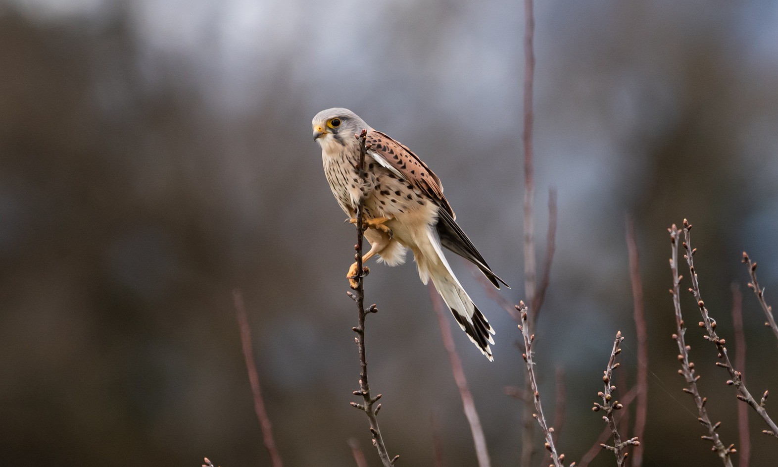 Greifvögel unterscheiden, Teil 2: Falken