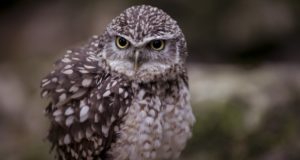 Kaninchenkauz – gefiederter Bergmann