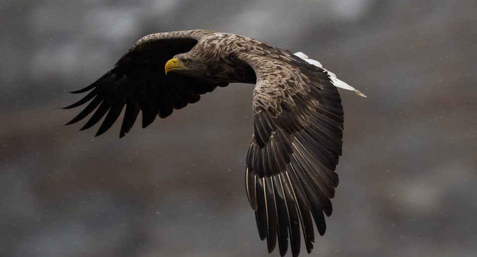 Greifvögel unterscheiden, Teil 4: Adler