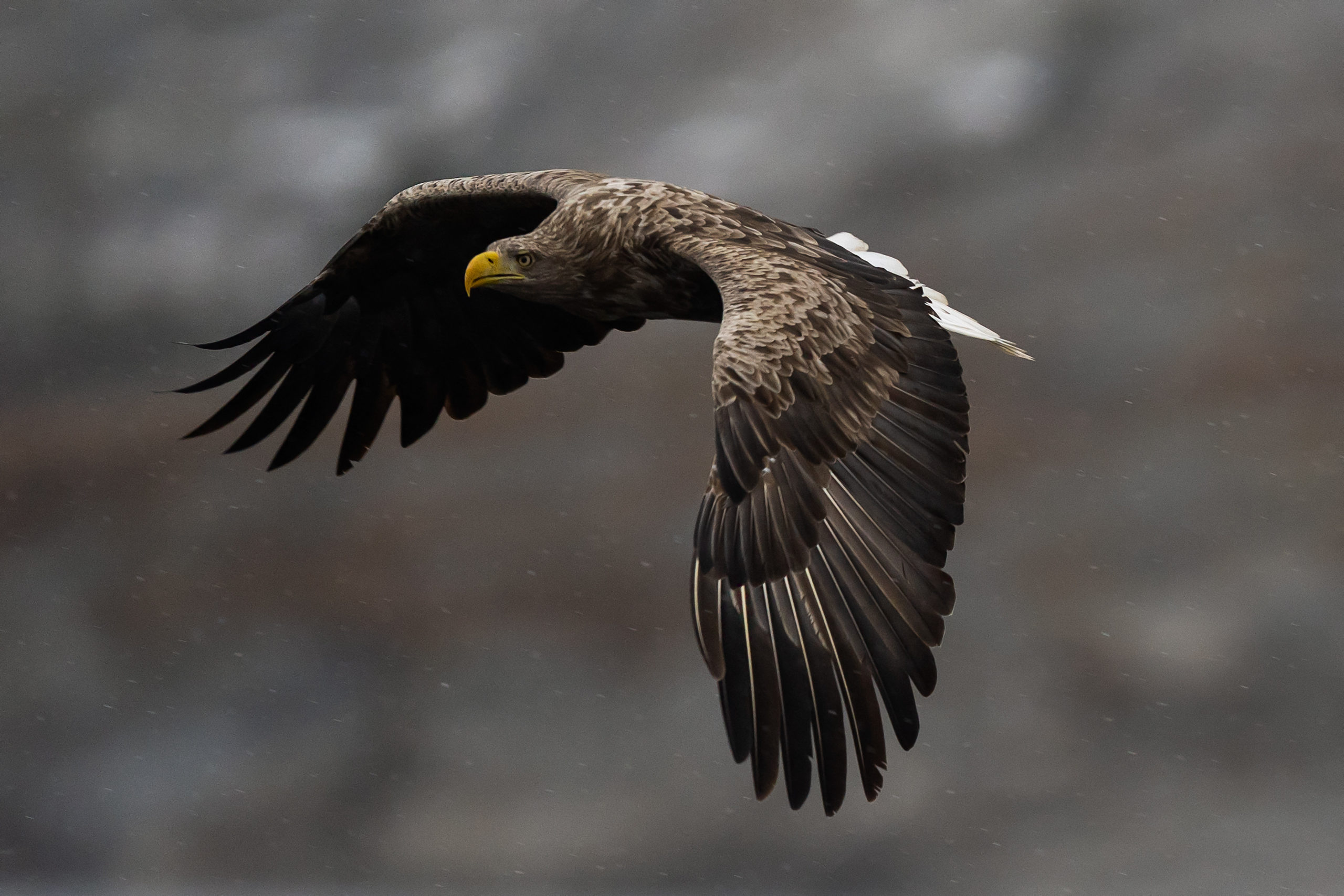 Greifvögel unterscheiden, Teil 4: Adler