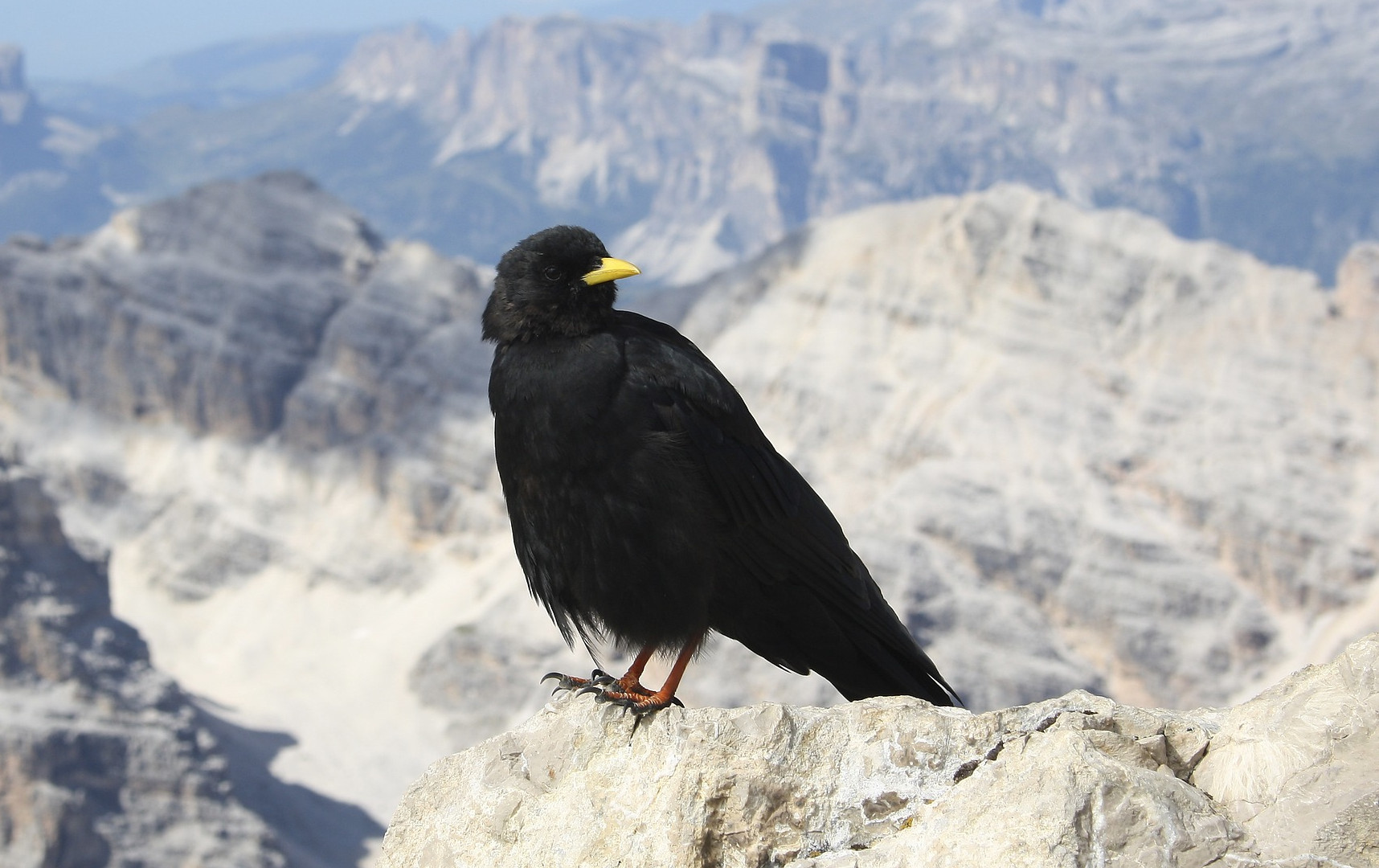 Alpendohle – Zutrauliche Flugakrobatin