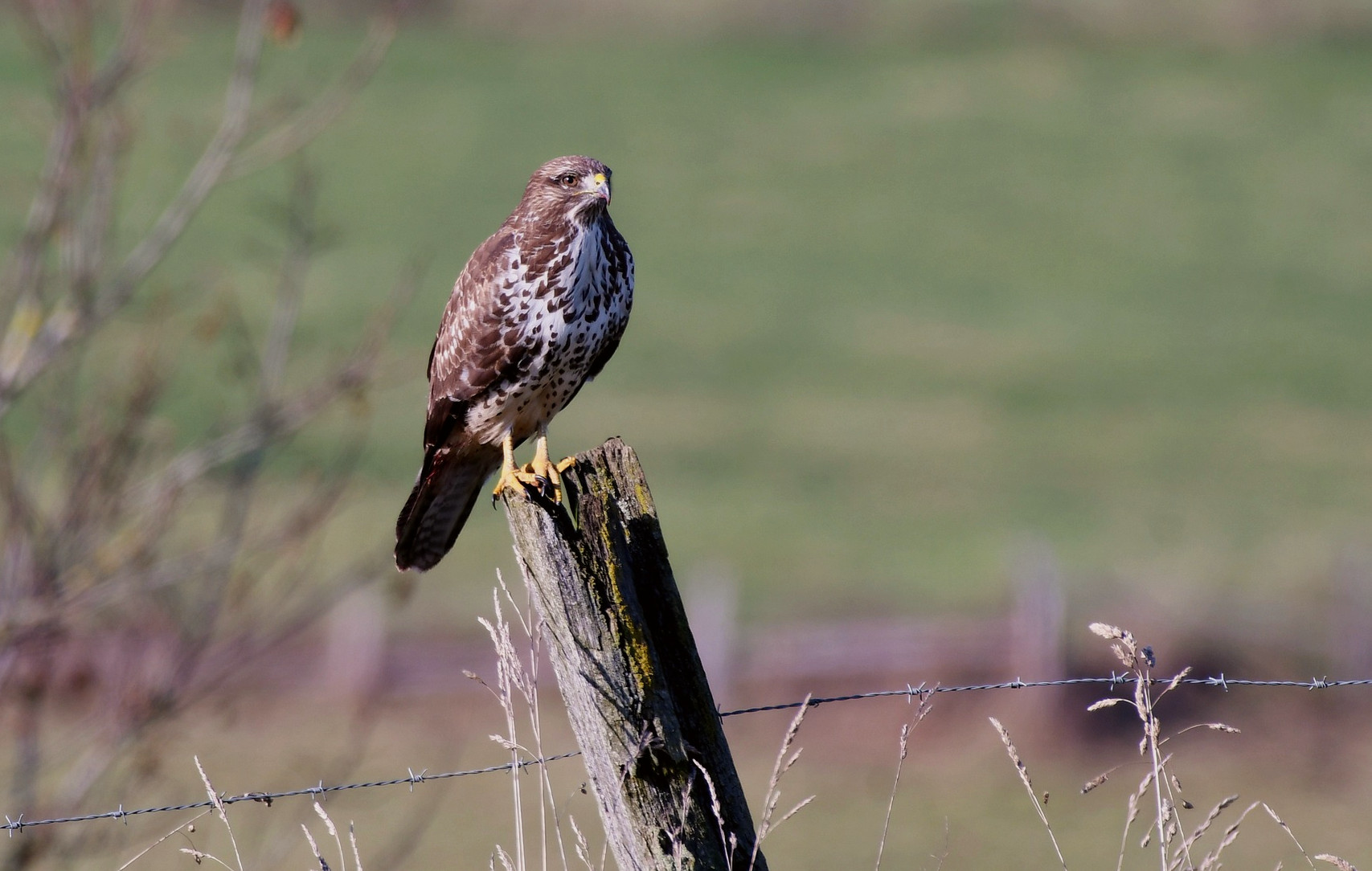 Der Bussard – 29 seiner Art