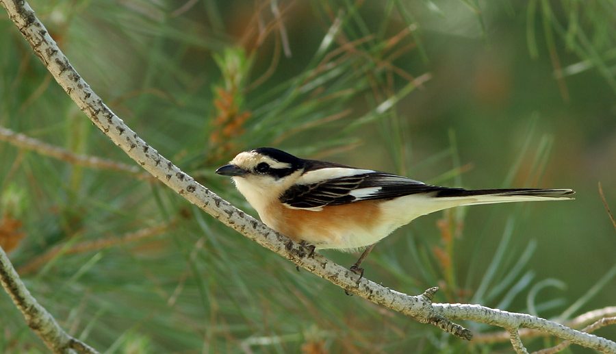 Maskenwürger – Rotbäuchiger Insektenjäger