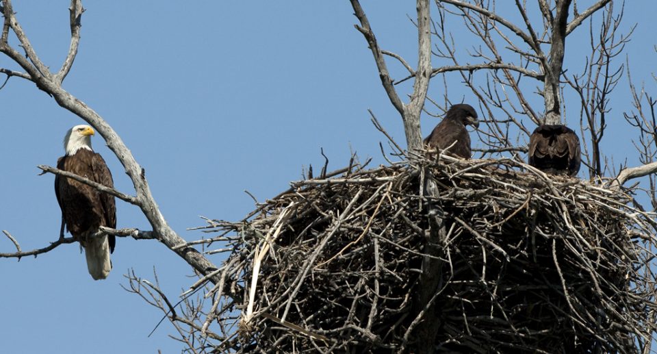 Rekorde aus der Vogelwelt: Nester und Gelege