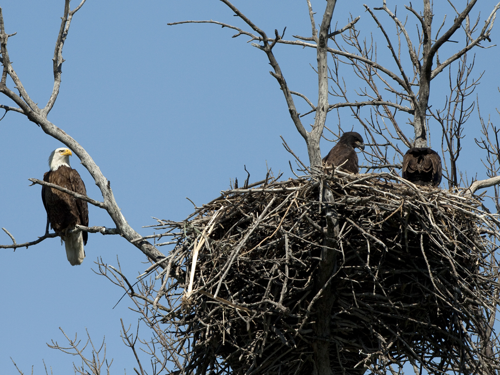 Rekorde aus der Vogelwelt: Nester und Gelege