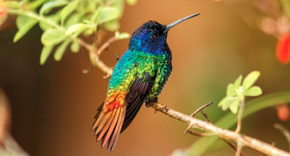 Bronzeschwanzsaphir – Kolibri in Regenbogenfarben