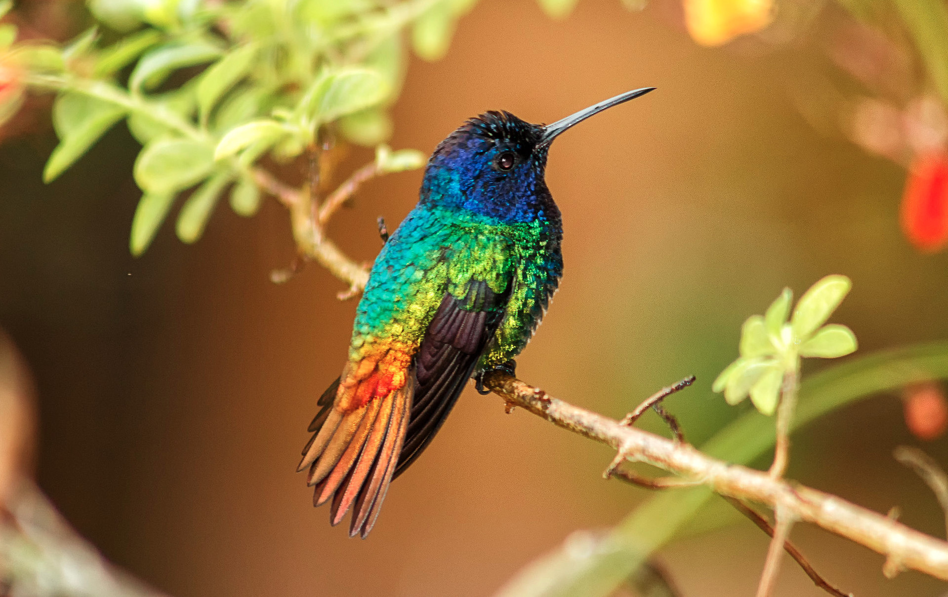 Bronzeschwanzsaphir – Kolibri in Regenbogenfarben