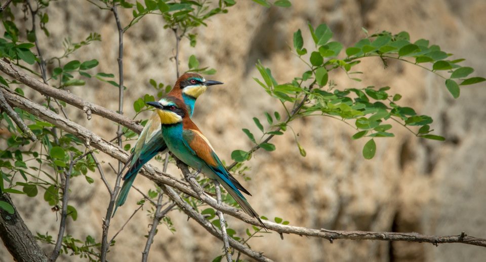 Was der neue Europäische Brutvogelatlas verrät