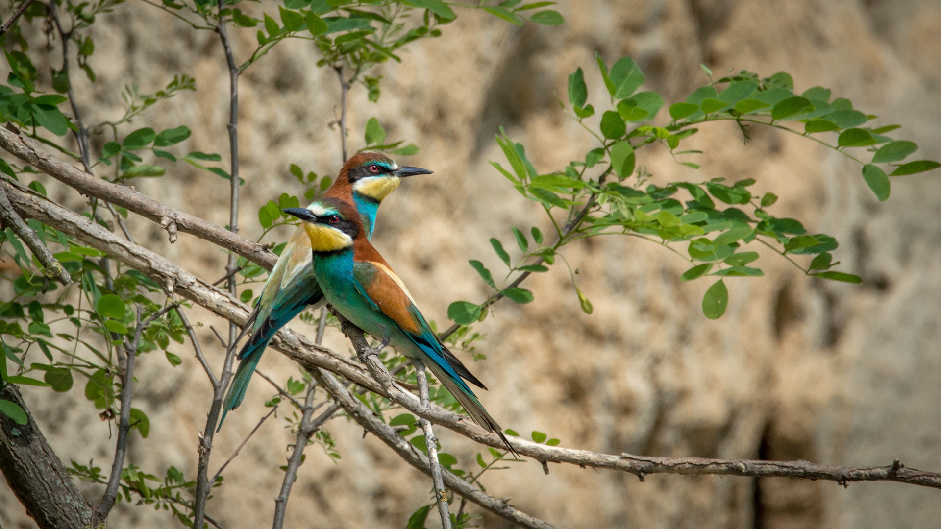 Was der neue Europäische Brutvogelatlas verrät