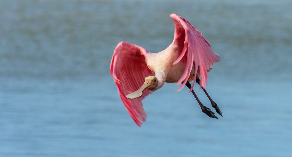 Rosalöffler – Schreitvogel in Pink