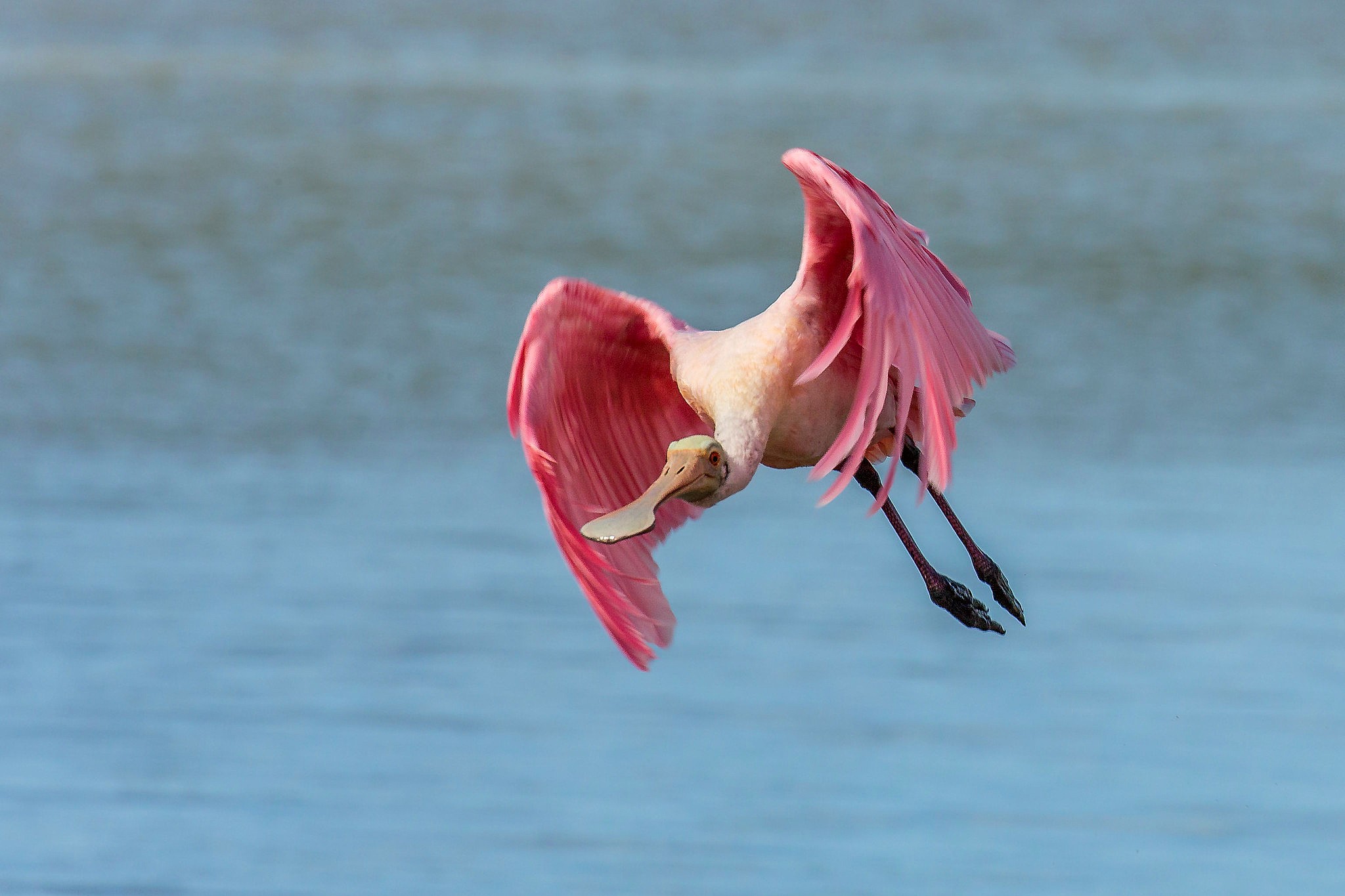 Rosalöffler – Schreitvogel in Pink