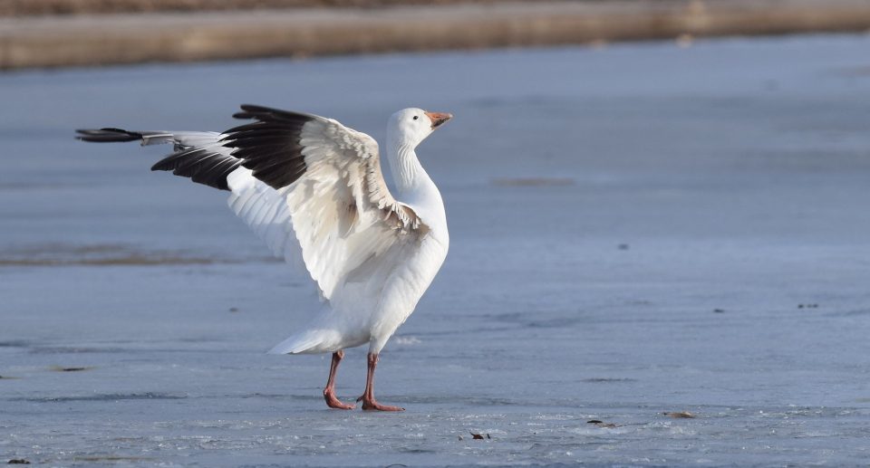 Schneegans – Zweifarbiger Zugvogel