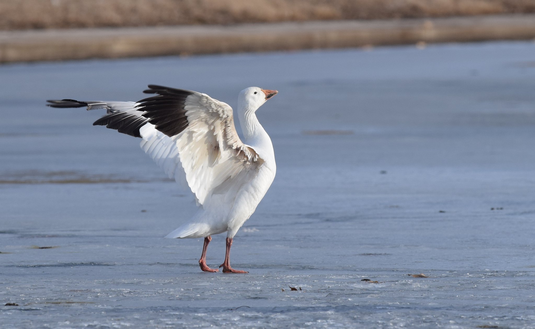 Schneegans – Zweifarbiger Zugvogel