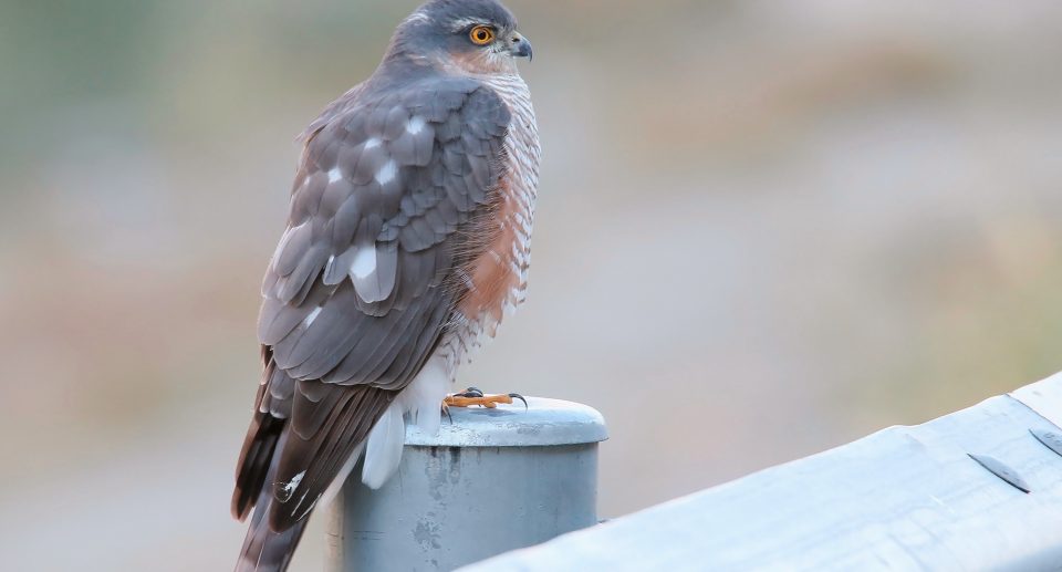 Der Sperber – Ein wendiger Greifvogel