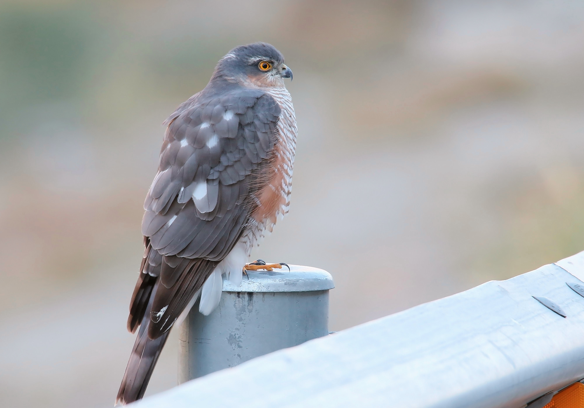 Der Sperber – Ein wendiger Greifvogel