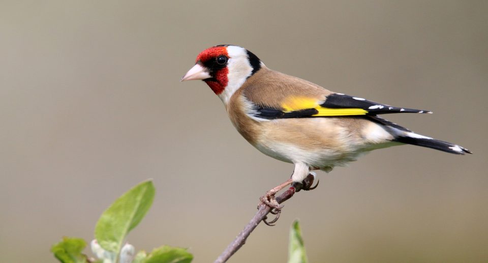 Artenvielfalt: Vögel machen glücklich