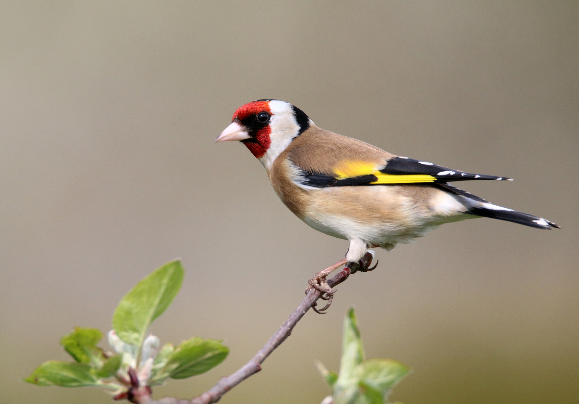 Artenvielfalt: Vögel machen glücklich