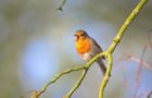 Wie Singvögel ihren Gesang erzeugen