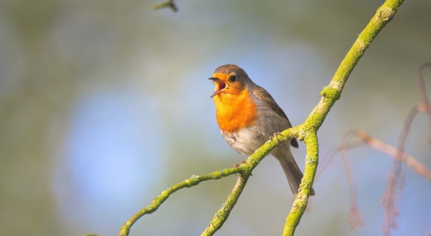 Wie Singvögel ihren Gesang erzeugen