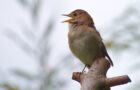 Singvögel – Gefiederte Sänger