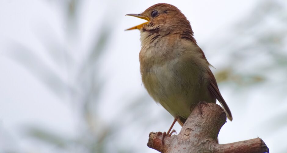 Singvögel – Gefiederte Sänger