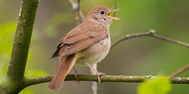 Aufstehen nach der Vogeluhr