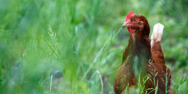 Huhn auf Wiese