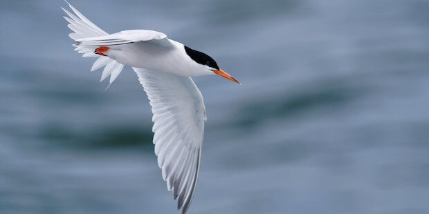 Die Rosenseeschwalbe – hübscher Vogel und kleiner Dieb