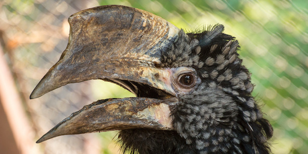 Silberwangenhornvogel Kopf