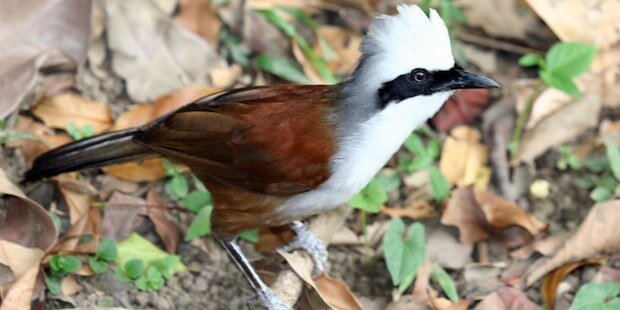 Der Weißhaubenhäherling – aggressiver Vogel aus Asien