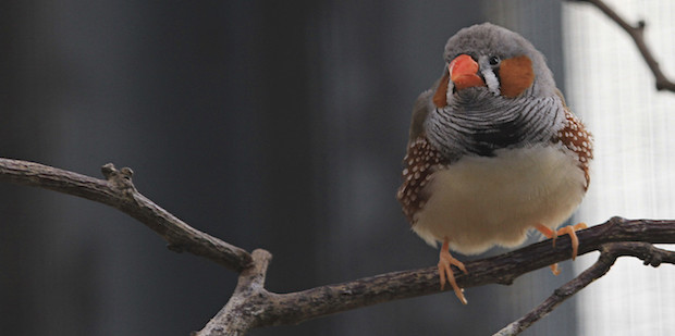 Die Finken – Eine artenreiche Vogelfamilie