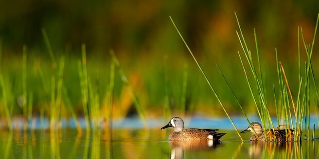 Enten auf See