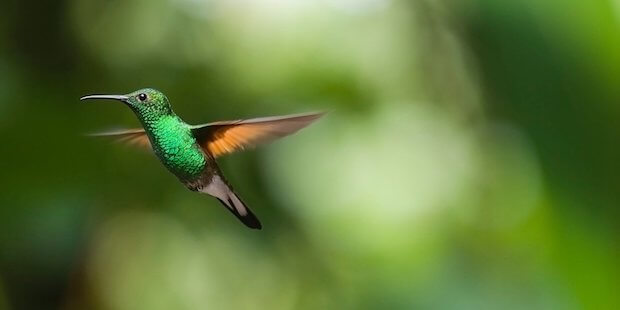 Fliegender Kolibri