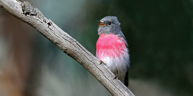 Der Rosenbrust-Schnäpper – pinkfarbener Insektenspezialist