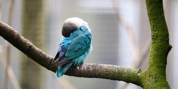 Schlafender Vogel auf Ast