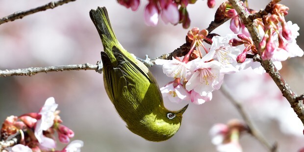 Japanbrillenvogel hängt vom Ast