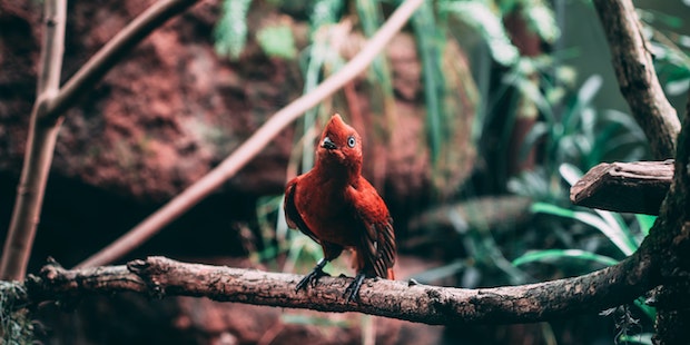 Vogel im Regenwald