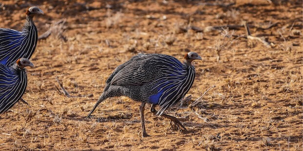 Geierperlhuhn laufend