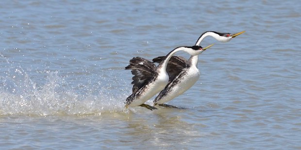 Renntaucher auf Wasser